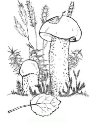 Ausmalbilder Pilz: Fantastische Welten zum Leben Erwecken – Kostenlos!